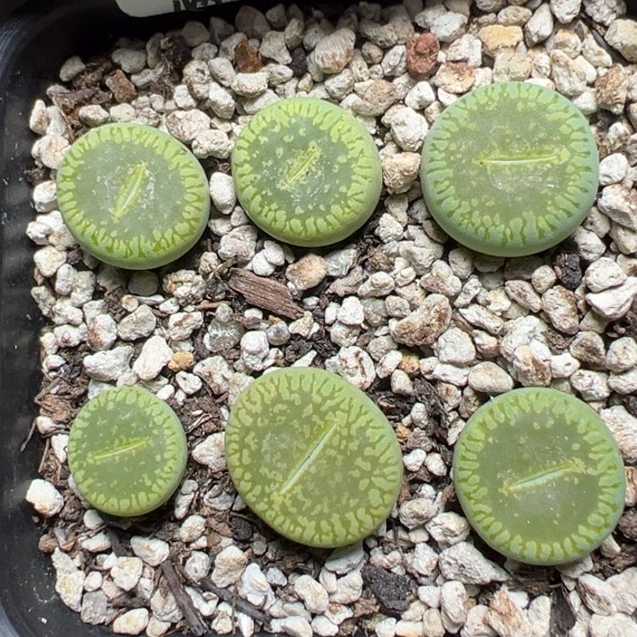 【闪购商品】742……