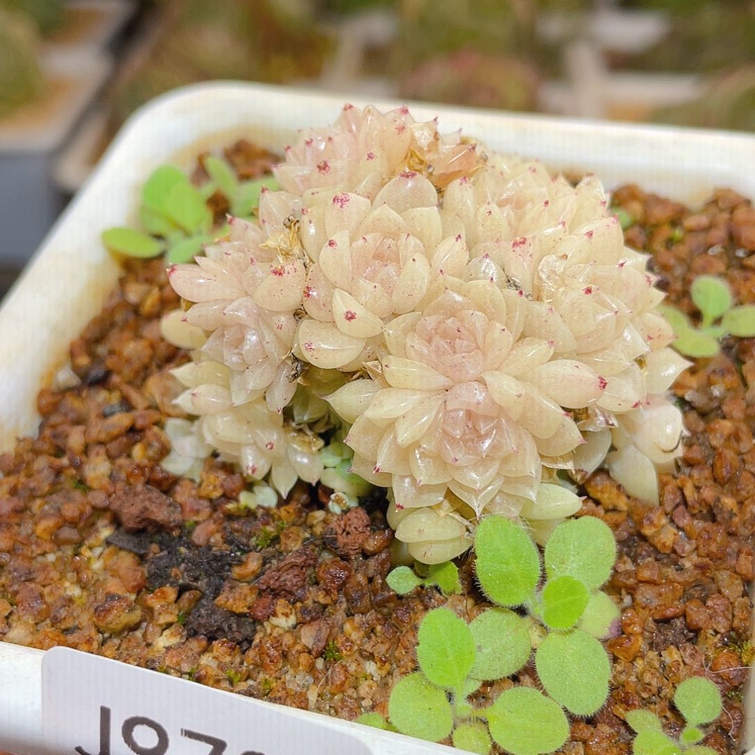 973小脸优选晶体哈哈哈