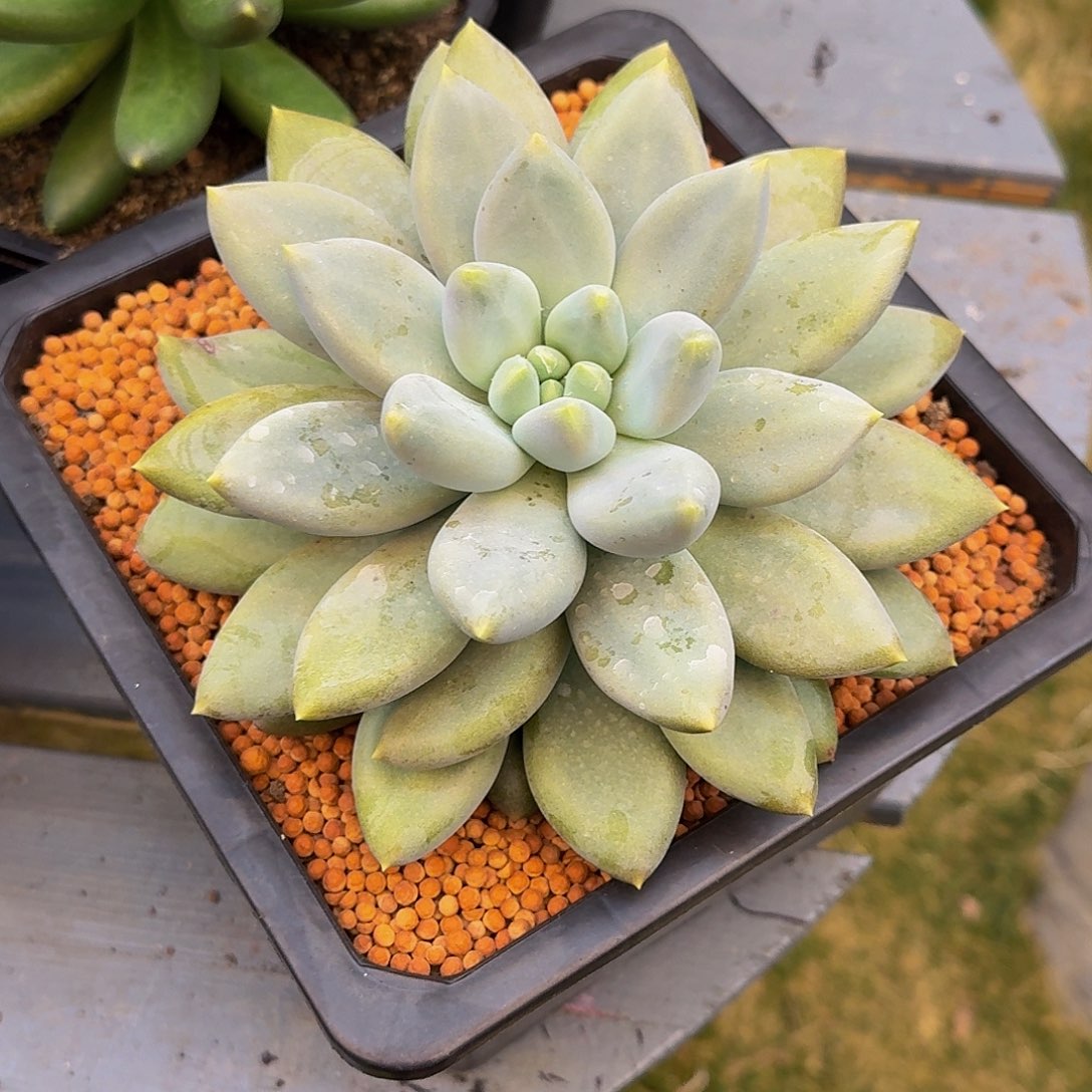 哥特萝莉大单头一颗竞拍