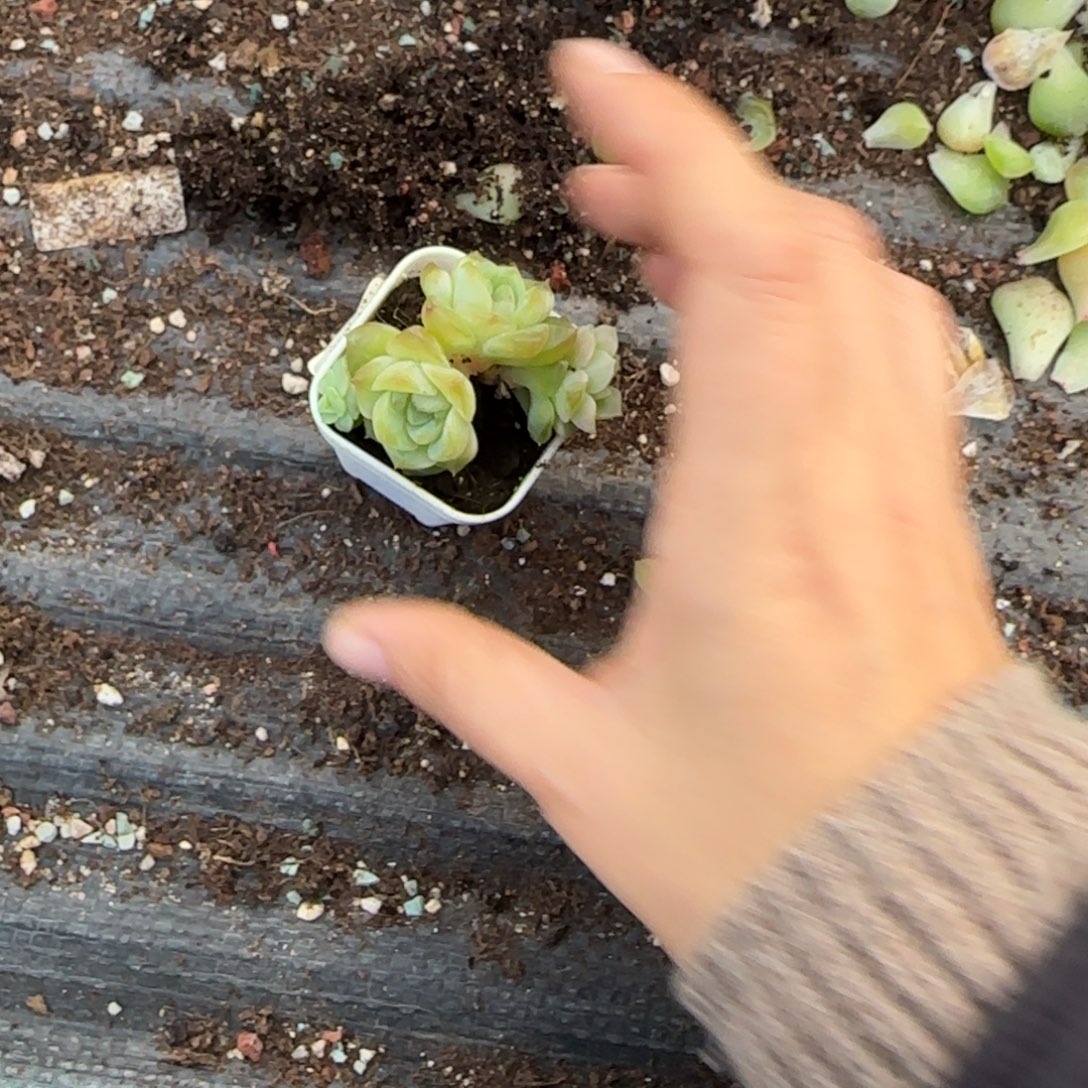 四头谪仙盆8床一个满25包邮