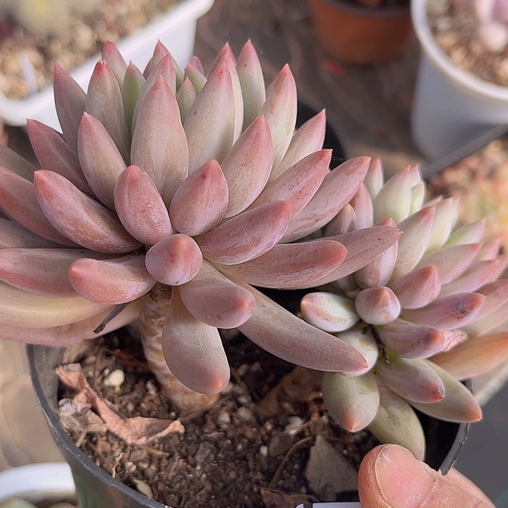 虞姬0918多肉植物