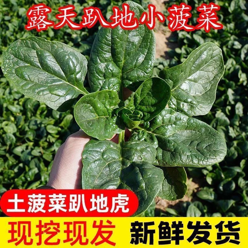 （365推荐）河南露天趴地菠菜现挖现发矮杆红根霜打菠菜火锅必备