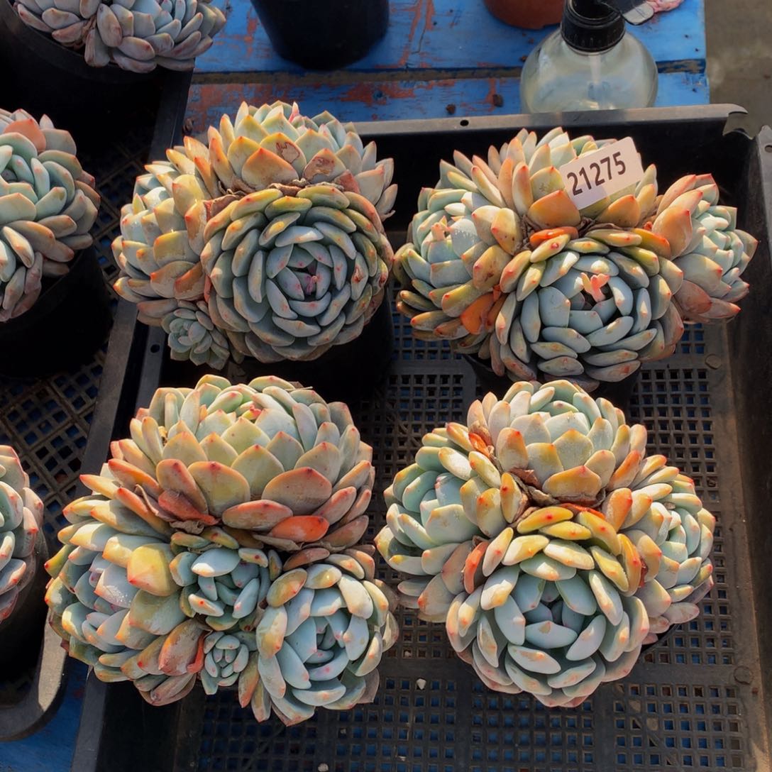 21275四个一起带盆发货