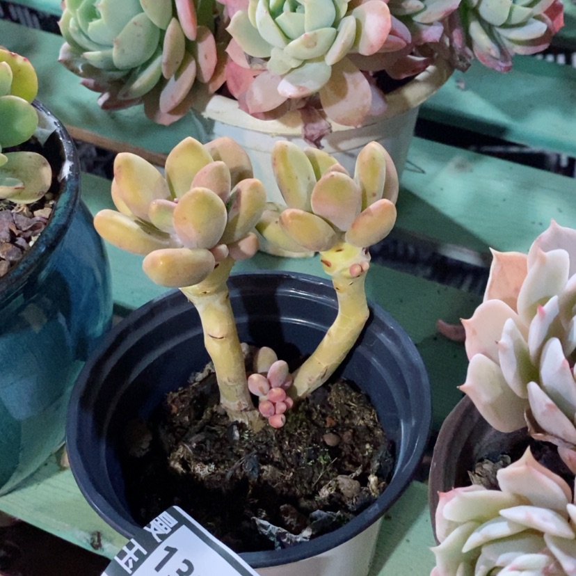 【闪购商品】芒果奶13158