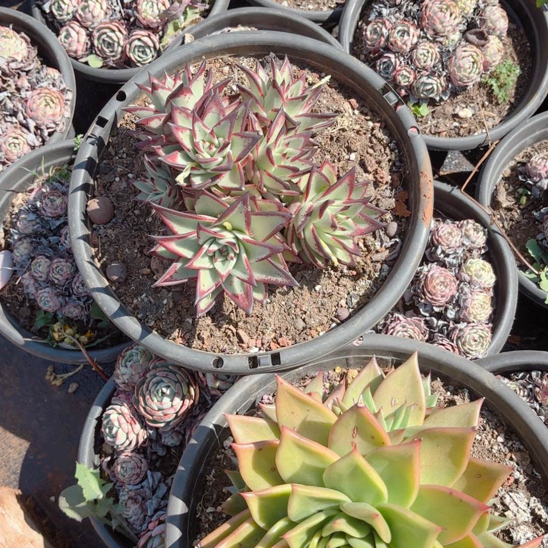 红蜡东云。      红玫瑰乌木。 38