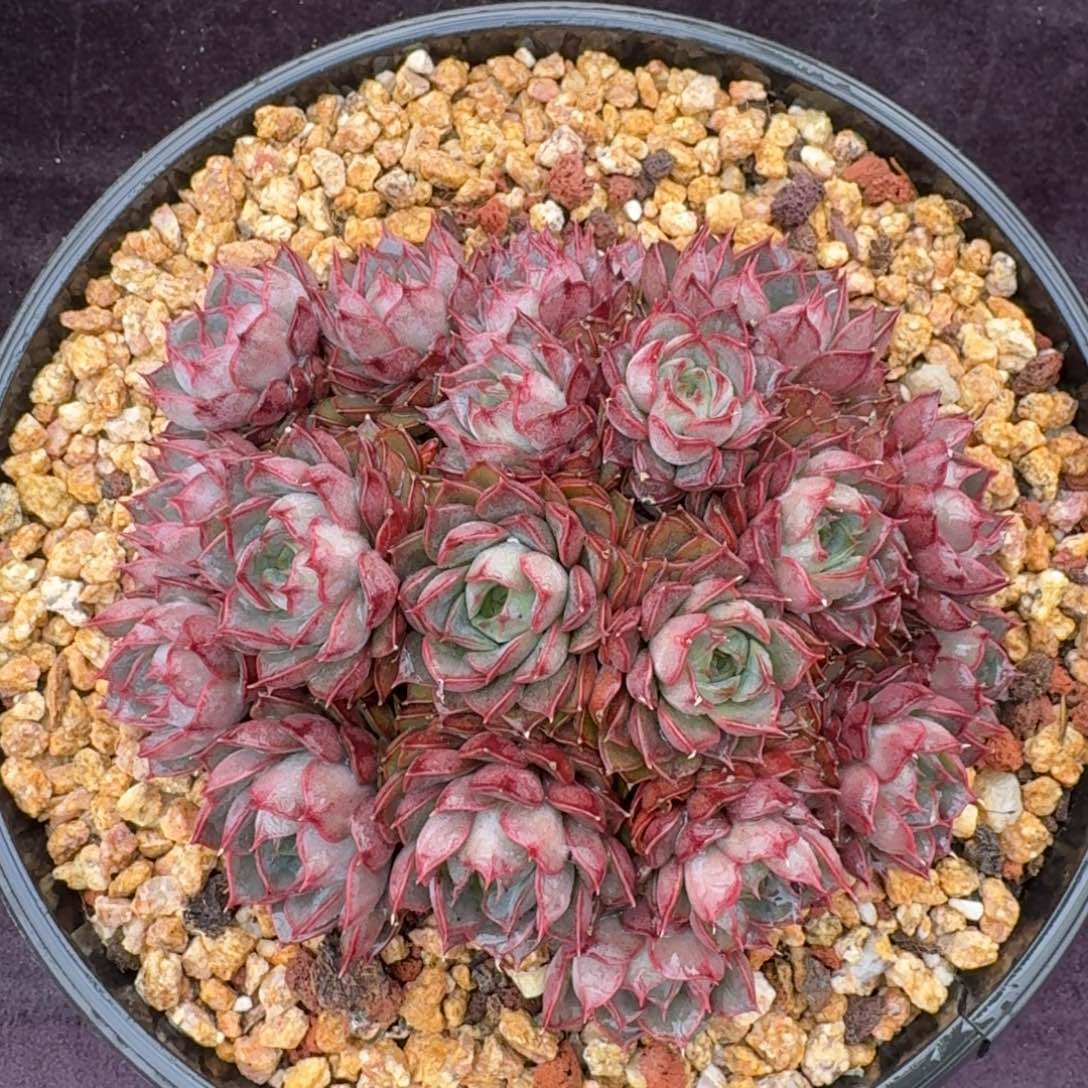 15厘米的尺寸一物一拍的