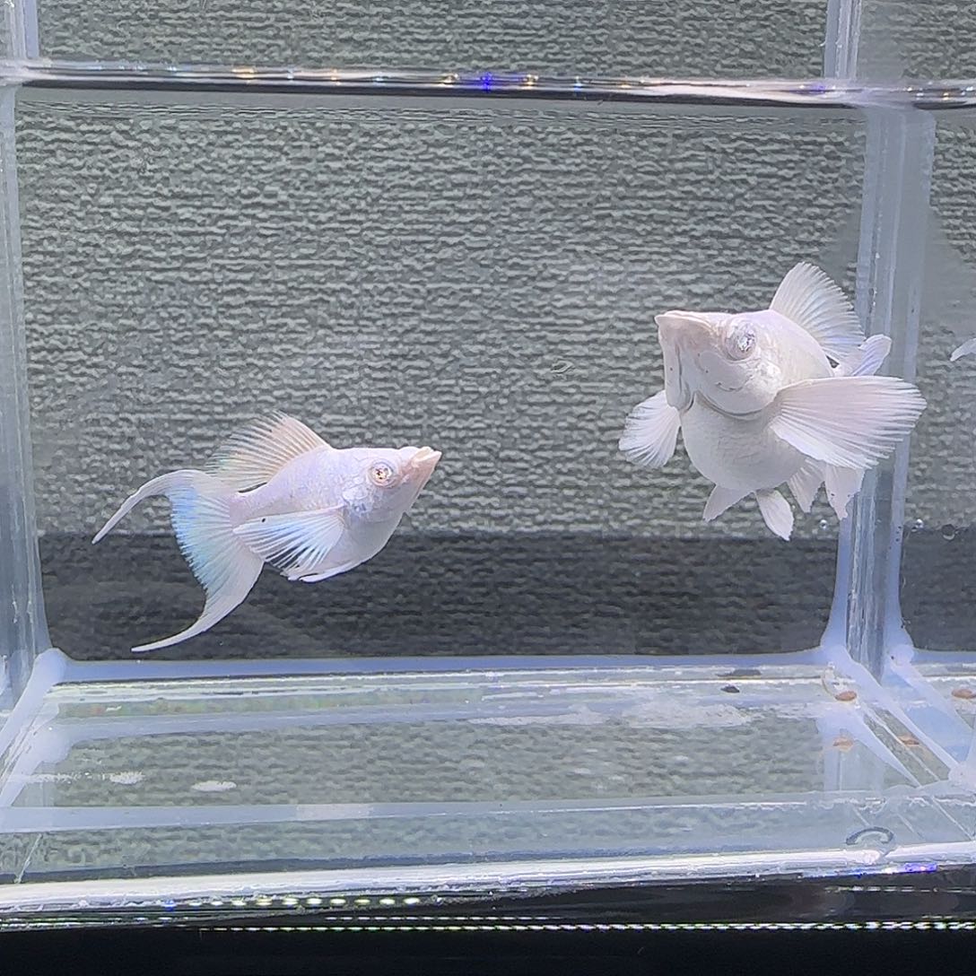 黑玛丽鱼瓷白粉钻眼