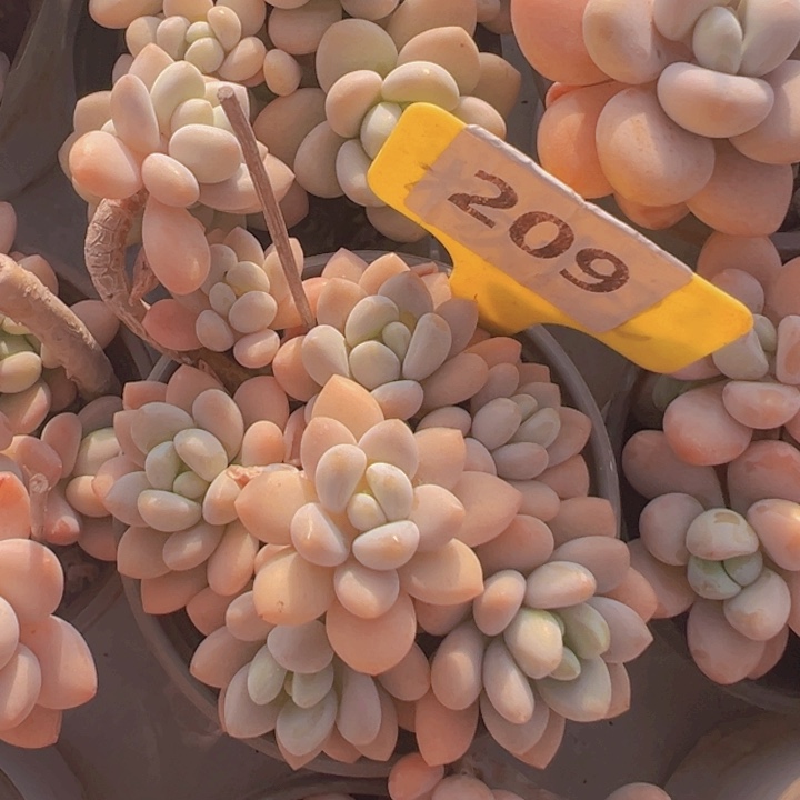 健健康康平平安安