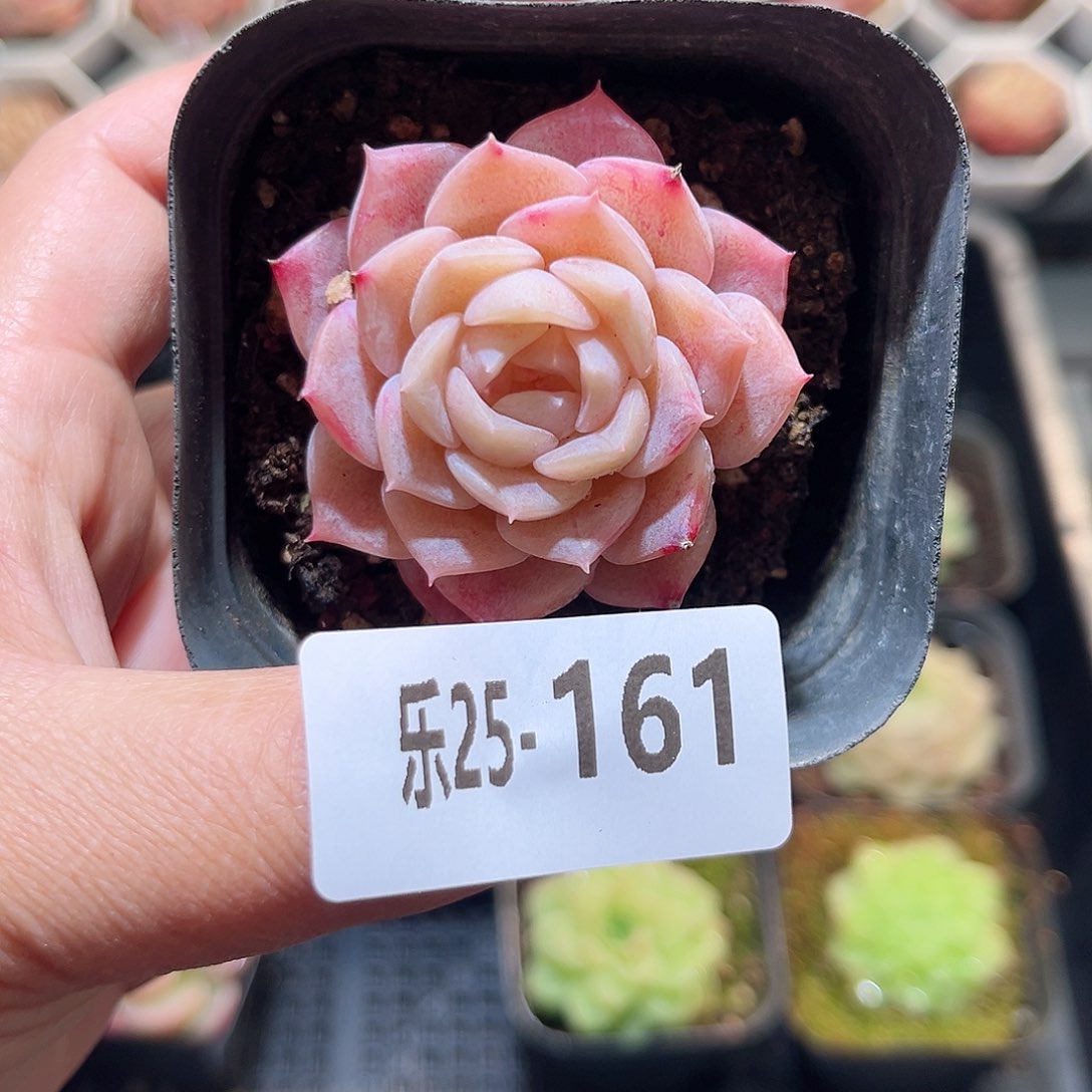 乐25-161 纯爱单头