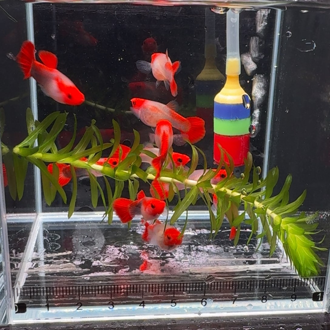 孔雀鱼深海蓝玻璃猫5对