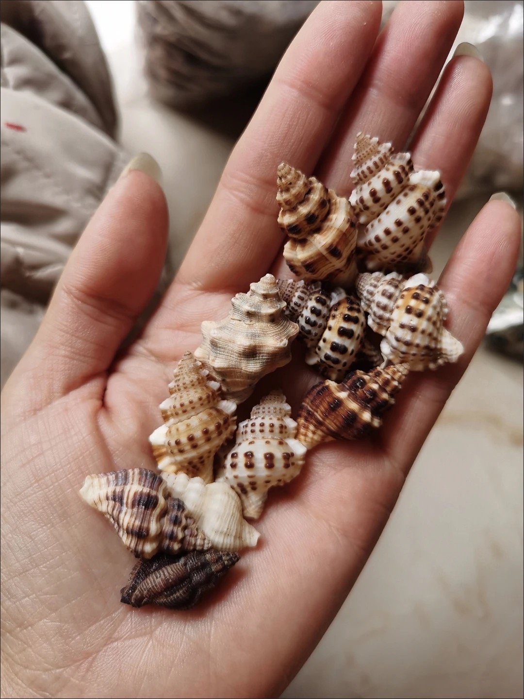 毛旋螺壳纯天然海螺贝壳可作鱼缸造景寄居蟹换壳材料装饰收藏标本