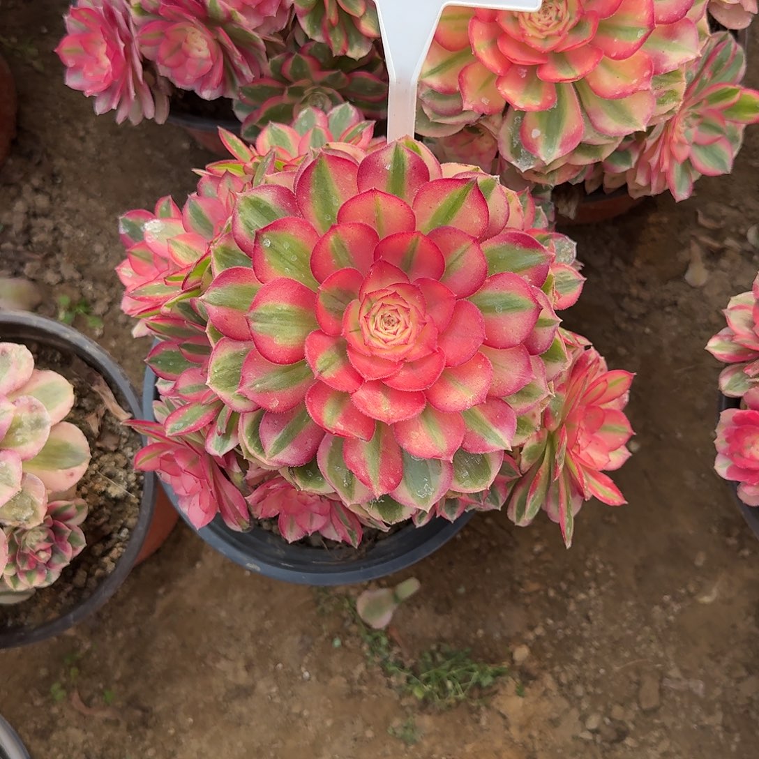 4135倾城多肉法师多肉