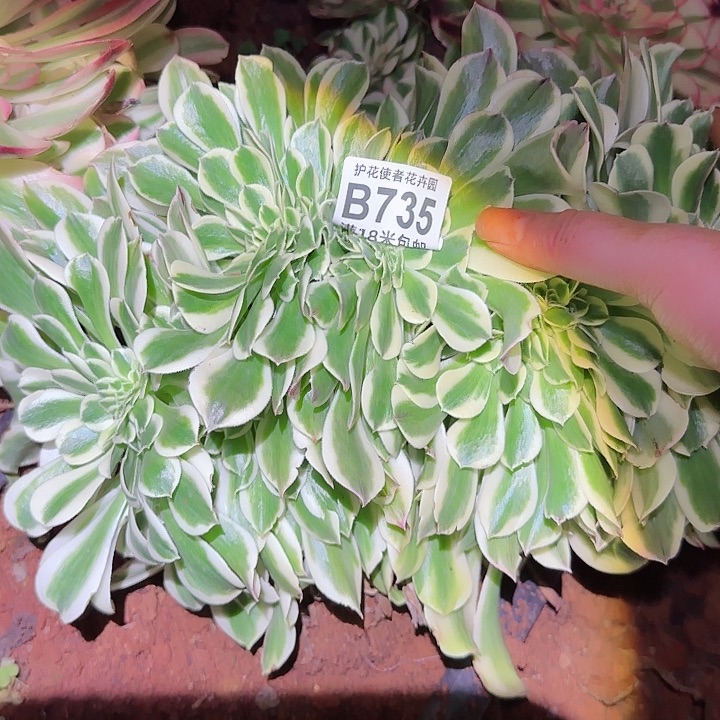 多肉 迈巴赫一体化多肉DJ事