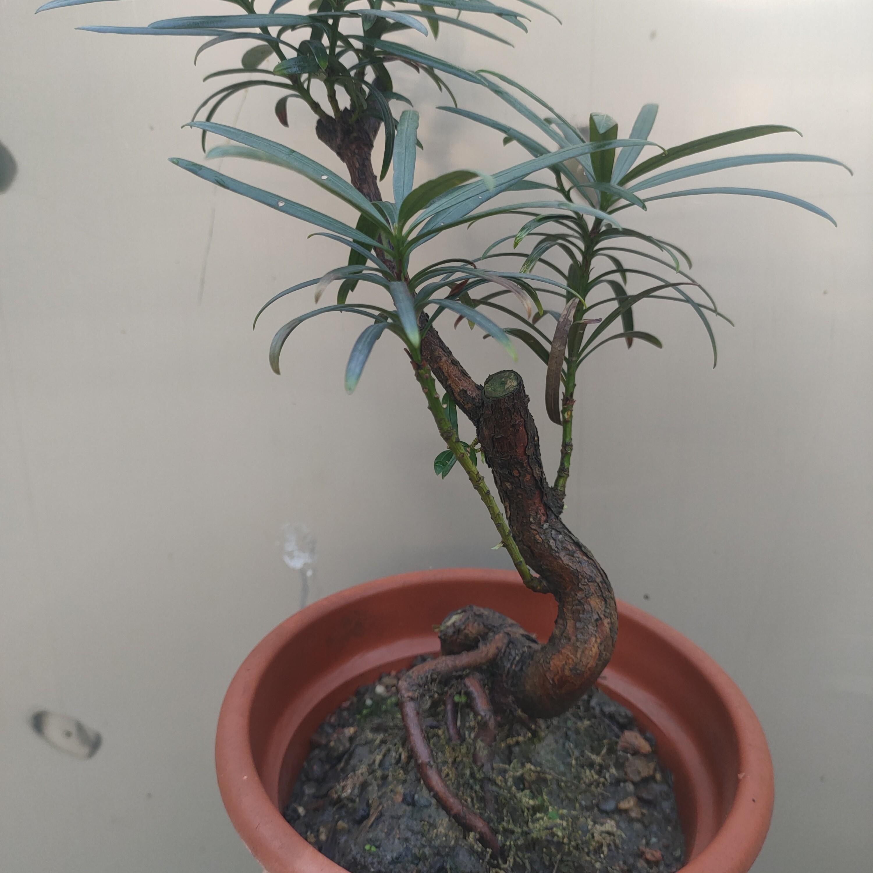 罗汉松，一拍一物