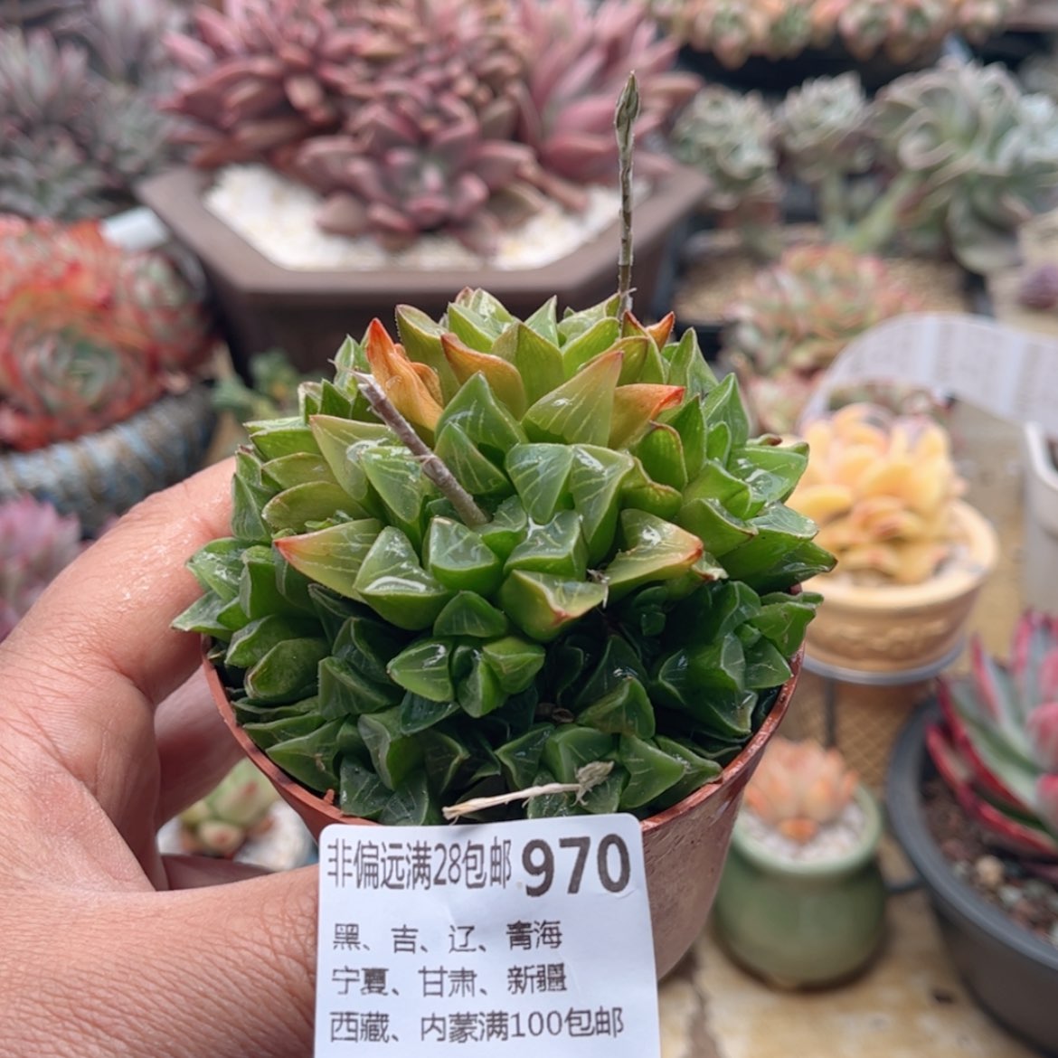 【闪购商品】970玉露寿