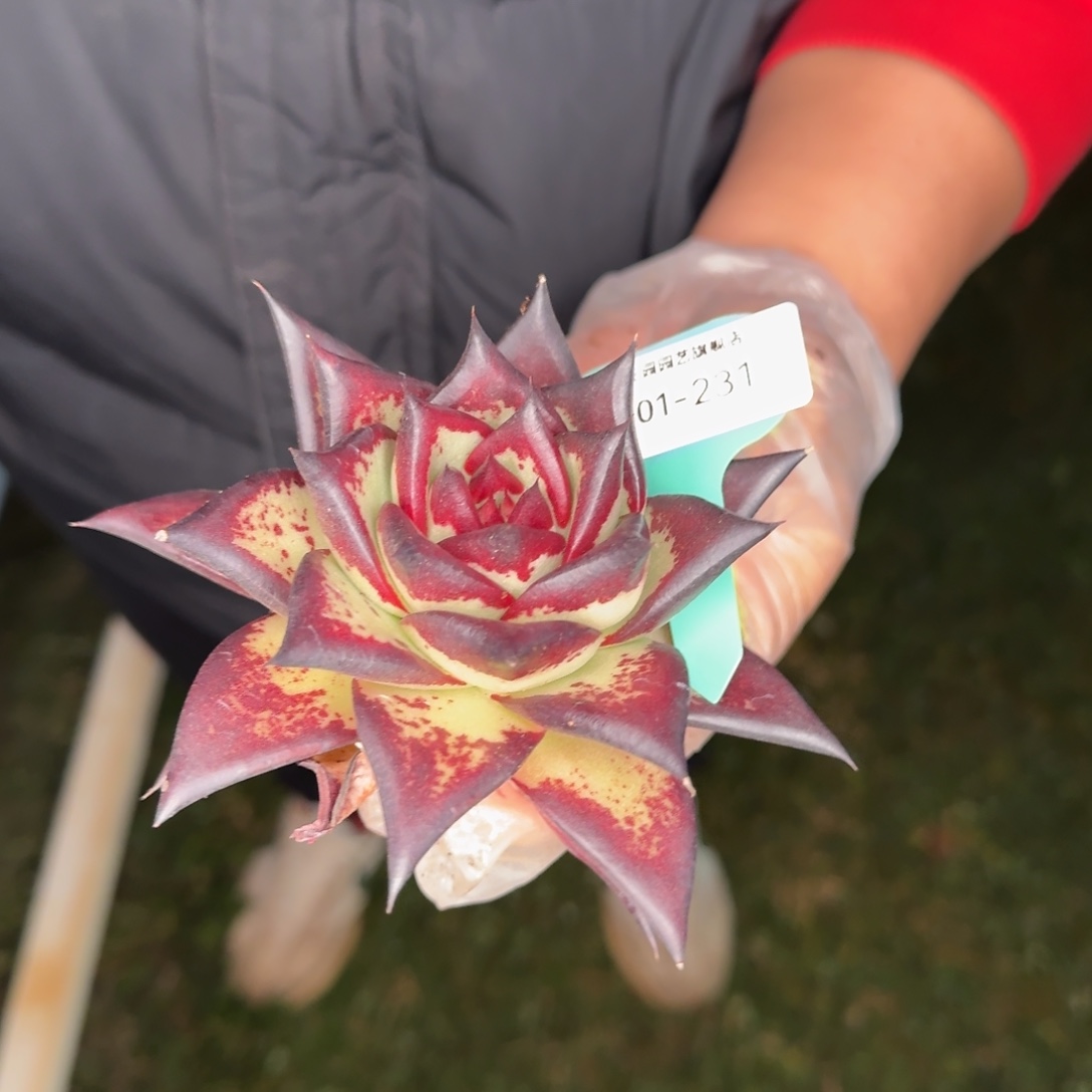 涵***宝从前慢花园多肉编号0101-231