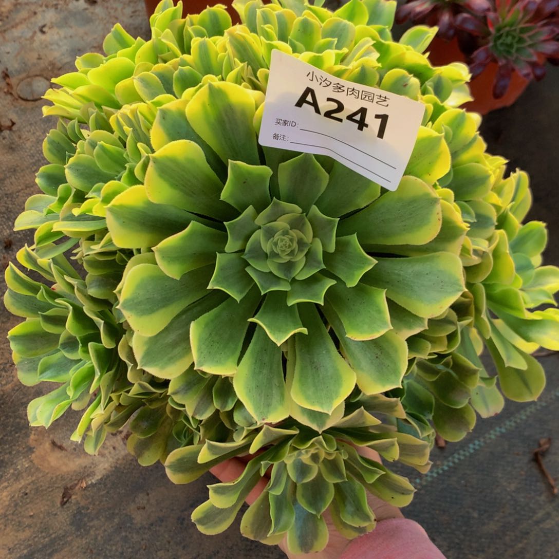 241绿豆沙88888888888