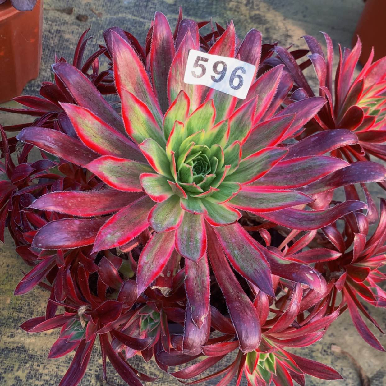 【闪购商品】596孔雀多肉