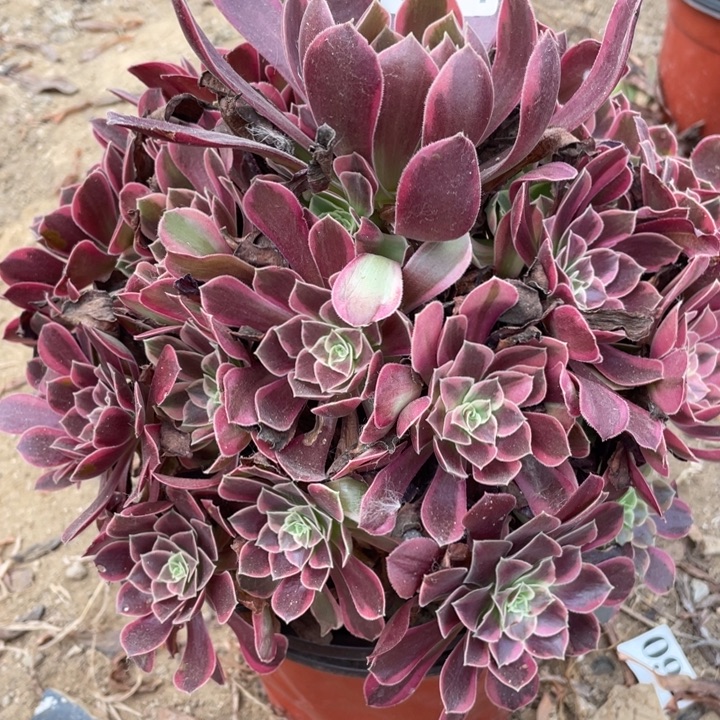 无花朵584多肉植物金丝雀