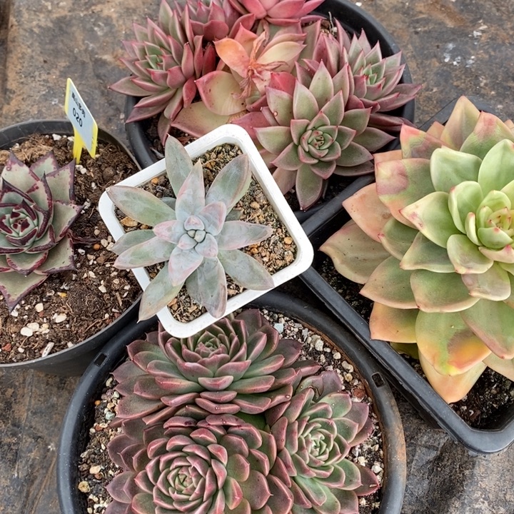 D020- 直播福利 五颗