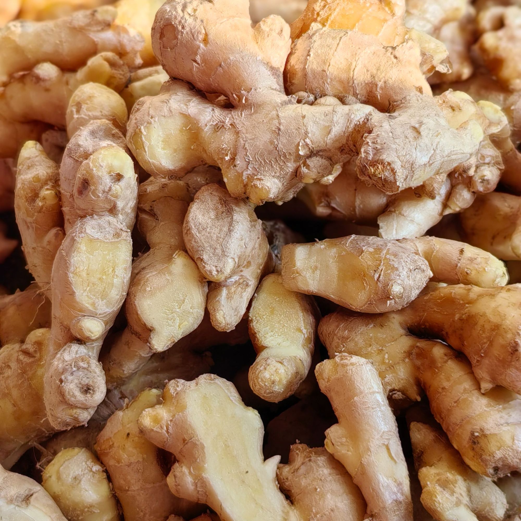 （下单送2斤）山东大黄姜鲜姜折断的碎姜块碎姜块月子姜姜指头