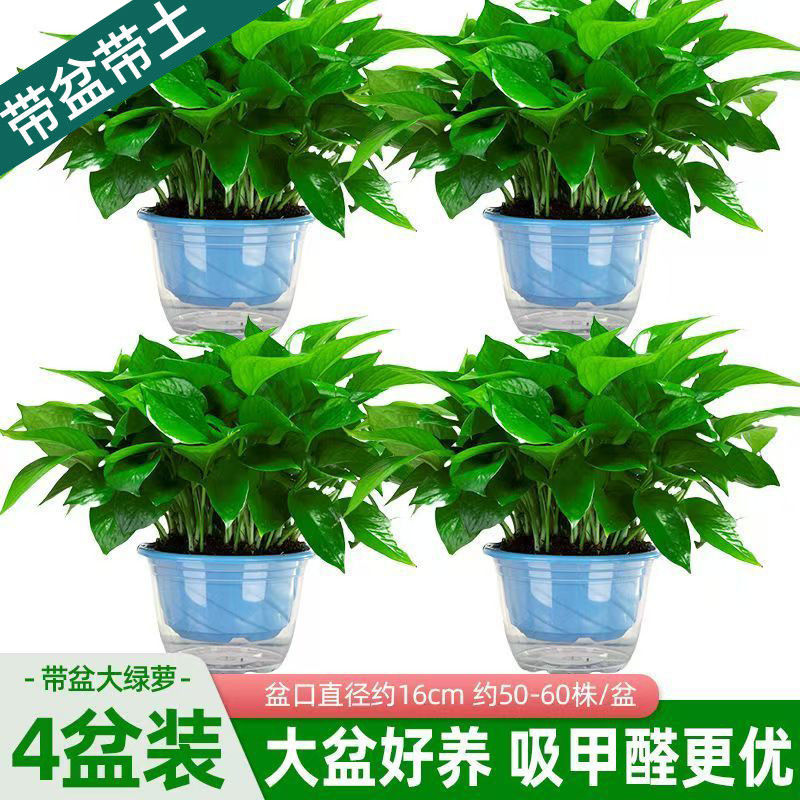 吸甲醛绿萝盆栽室内绿植可除甲醛适合新房客厅的水培花卉
