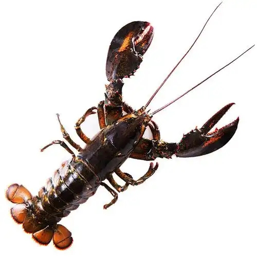 鲜活波士顿龙虾约750G/1只