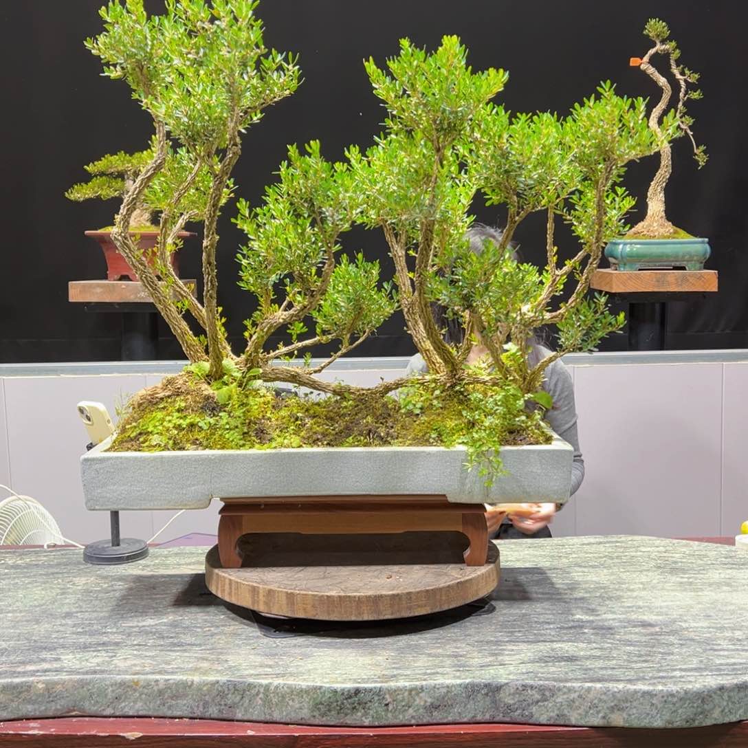 四季常青老桩黄杨盆景