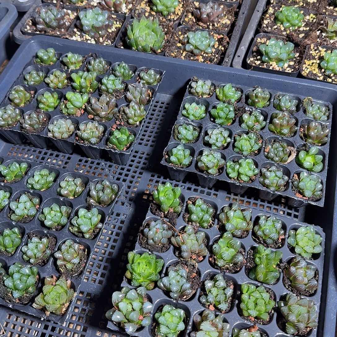 105孔玉露20颗不售后量拍