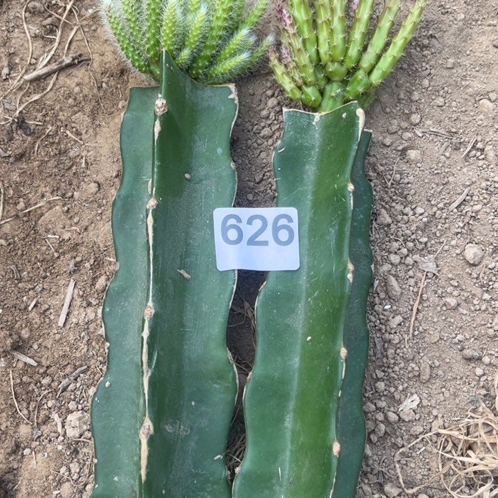 一棵鼠尾紫色一棵糖果粉色626