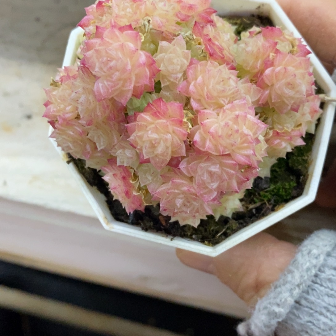 精品多肉一物一拍不包整22