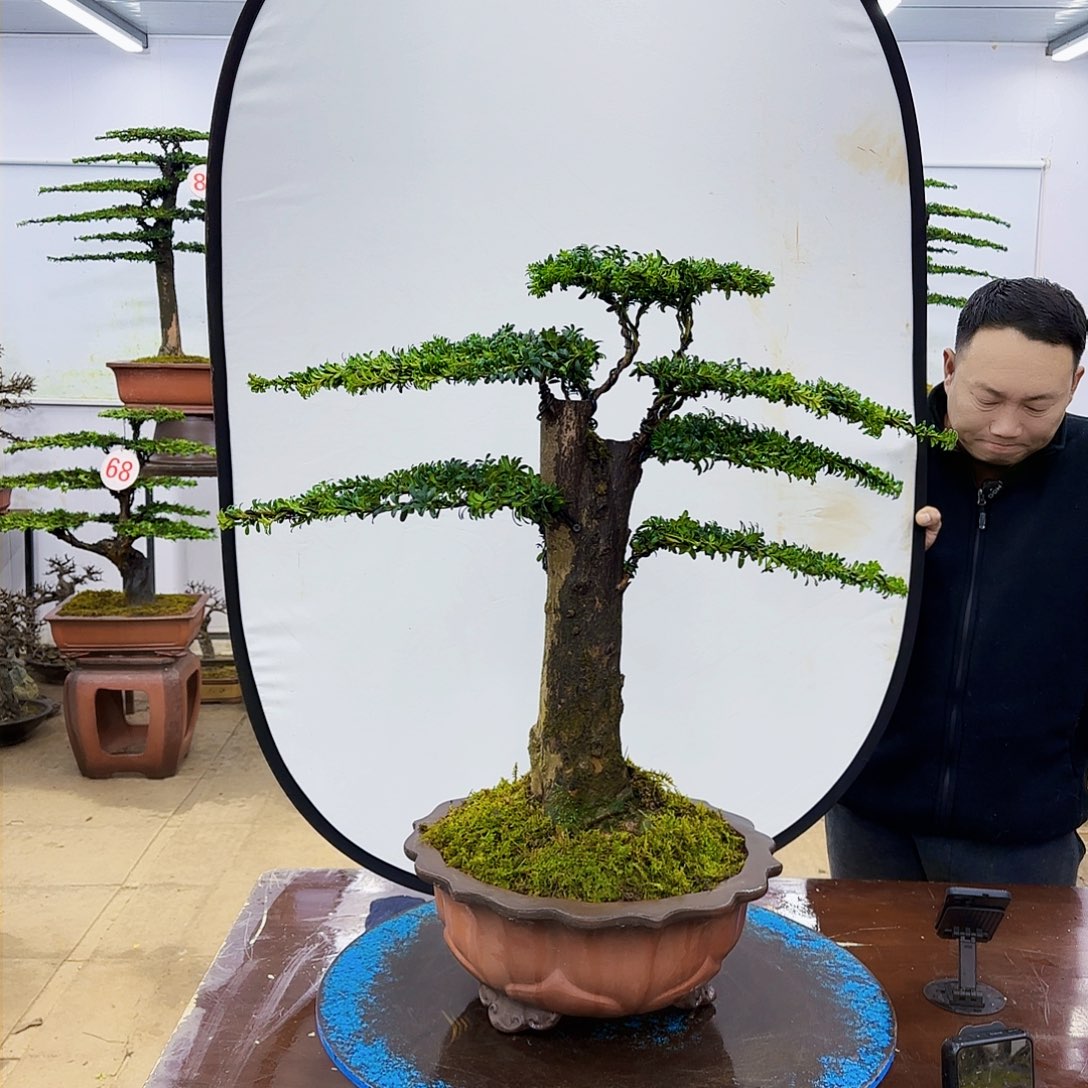 盆景欢迎大家一起来捡漏