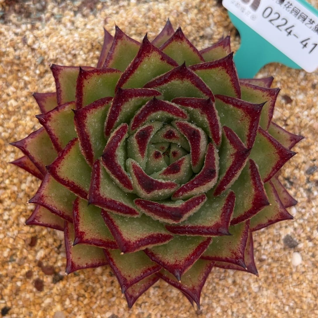 多肉一物一拍0224-41