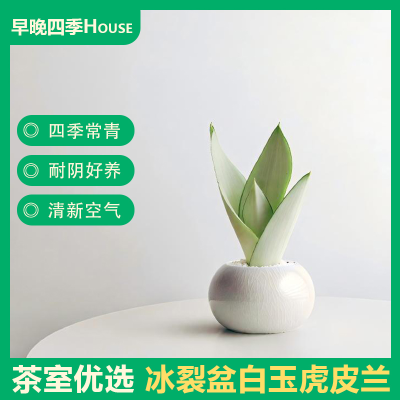 白玉虎皮兰禅意茶室摆件植物室内耐阴耐旱的多肉绿植懒人绿植清新