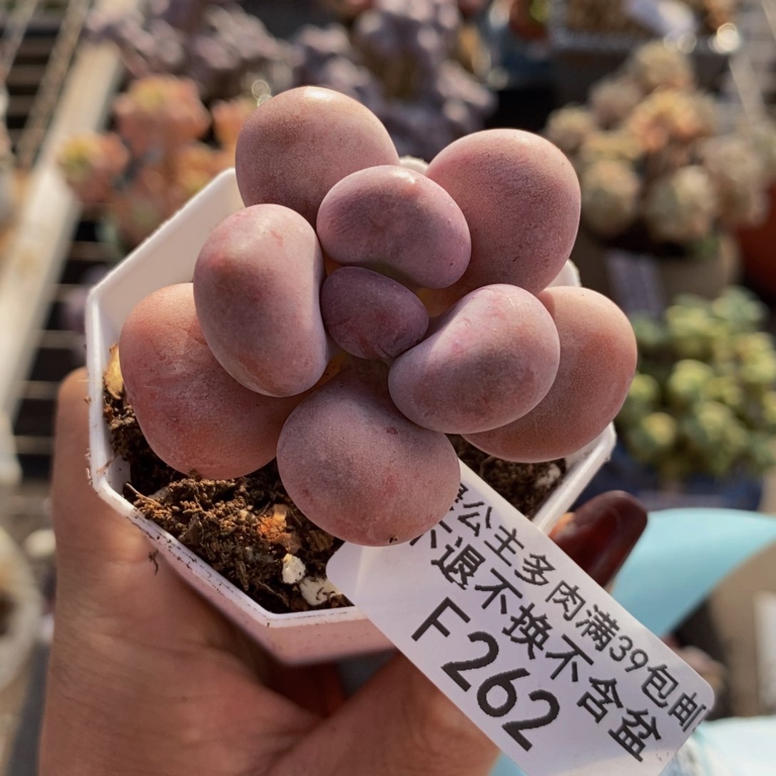 橙雪球262/3c m多肉