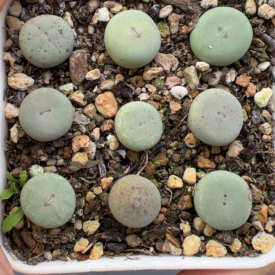 2.14好看的多肉532