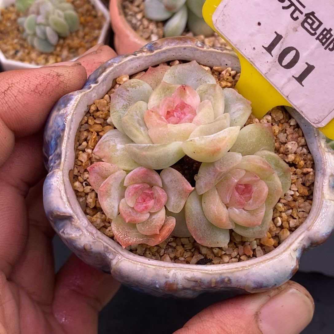 9101泡影三头，带石化……