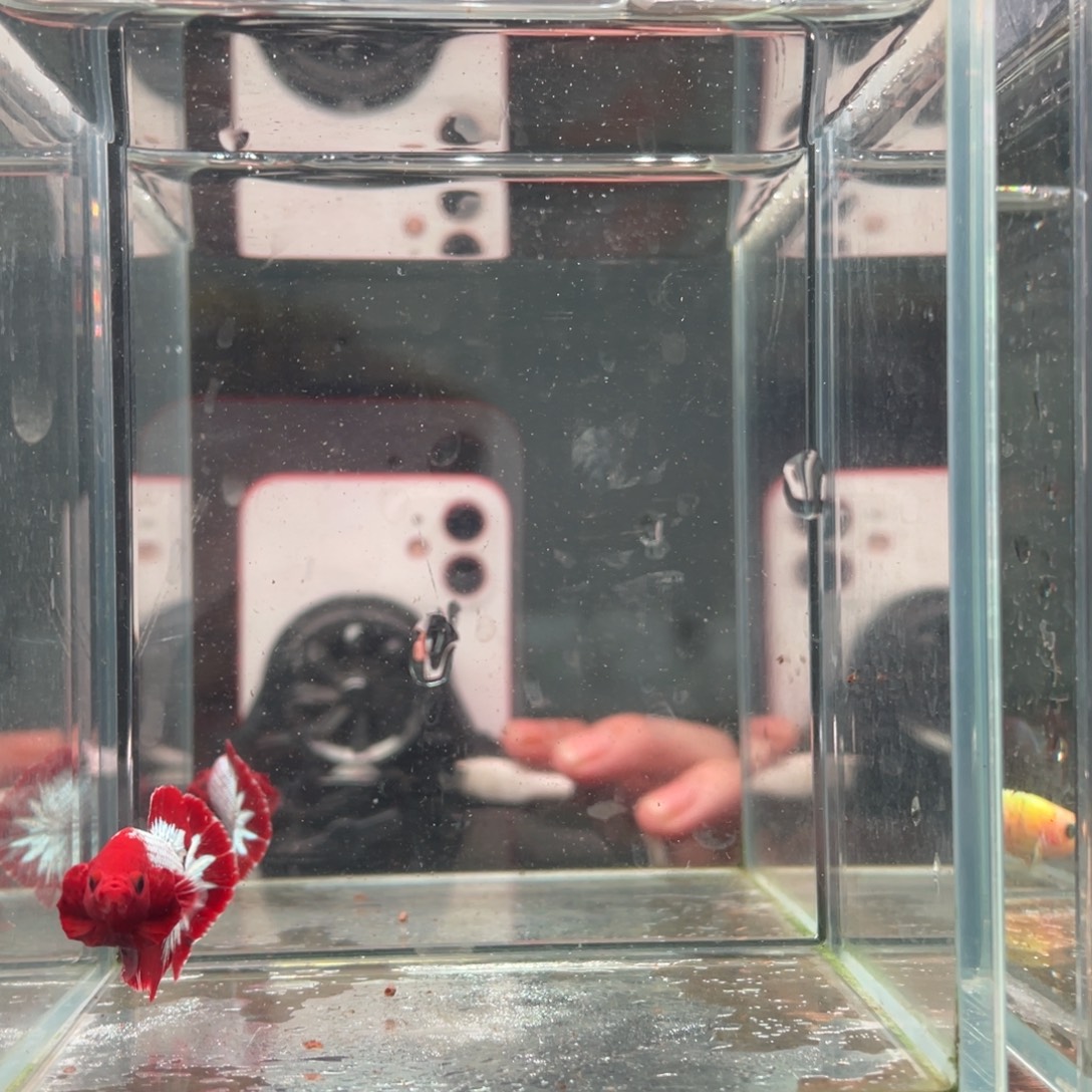 斗鱼印尼精品斗鱼98