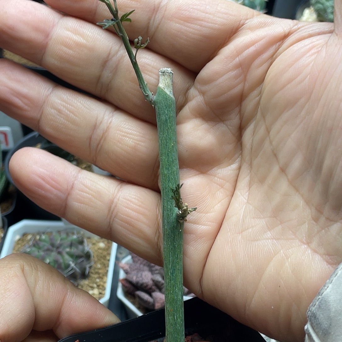 毒腺蔓 脱土包邮的