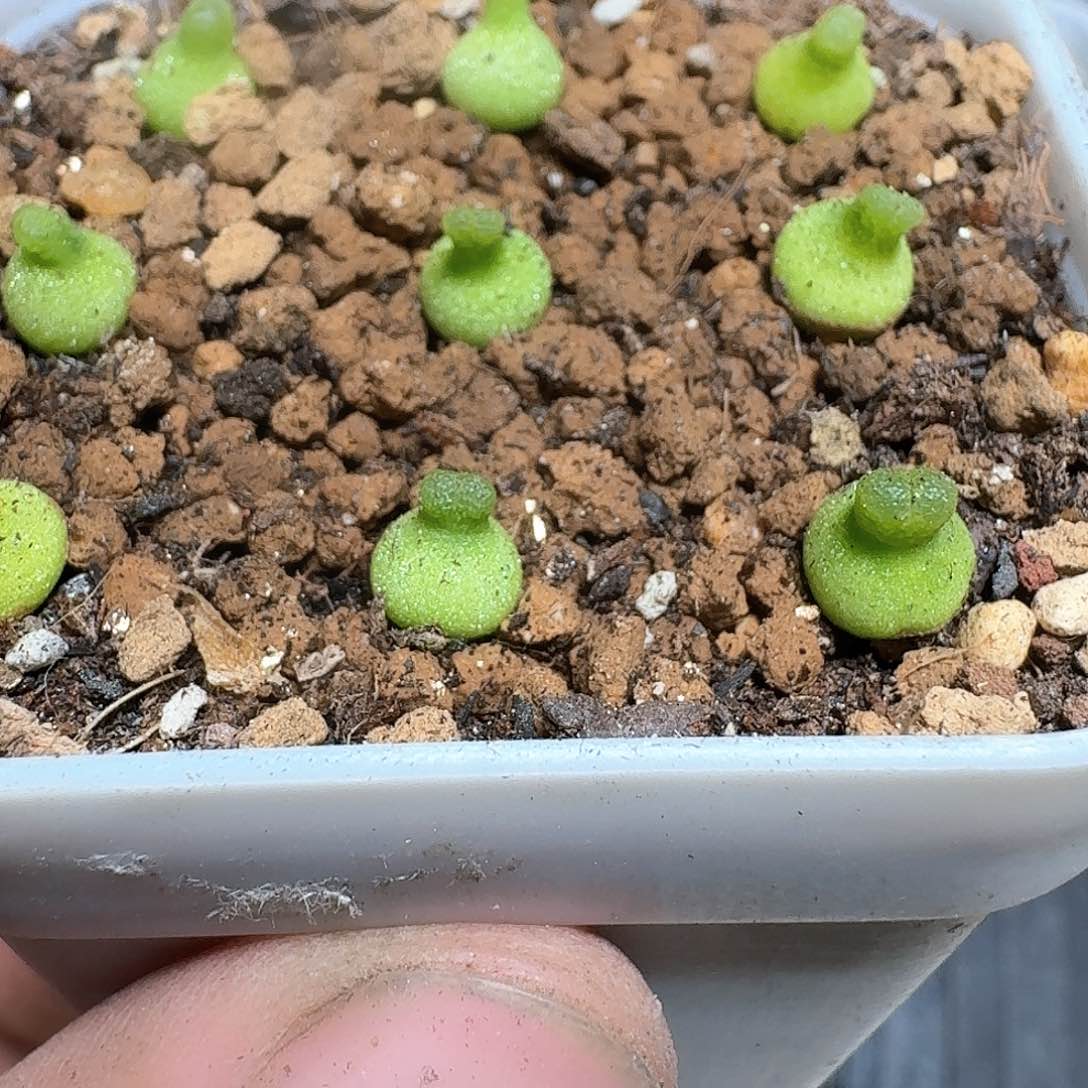 1颗一组量拍多肉植物哇