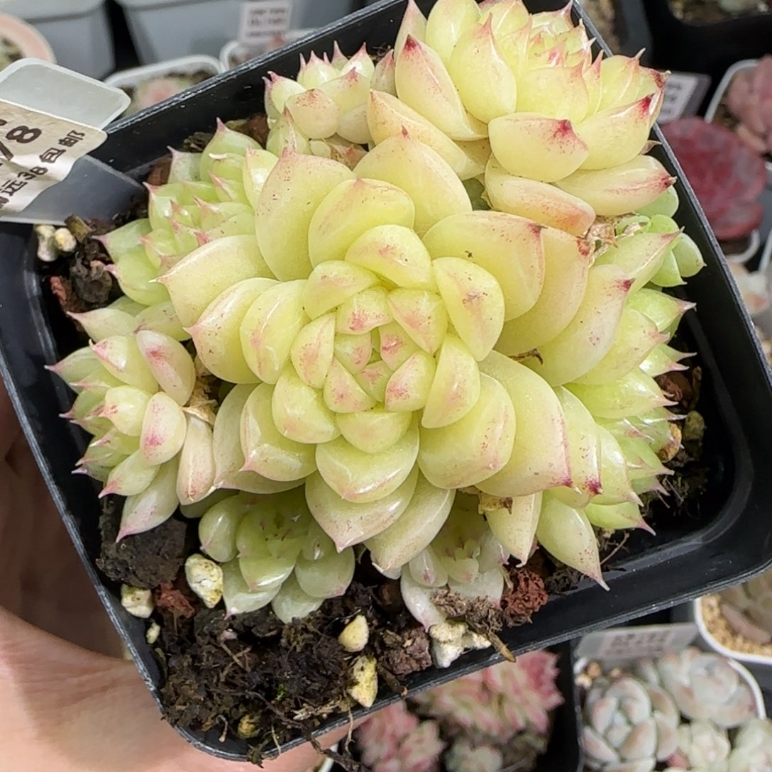 78东篱下多肉植物盆栽植物