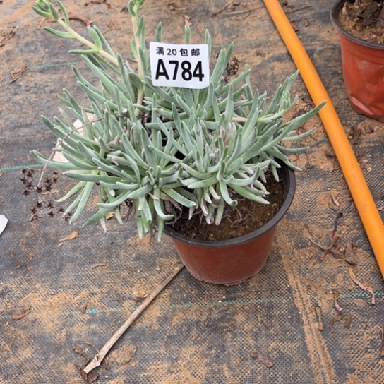 784爱度莉丝不包断枝