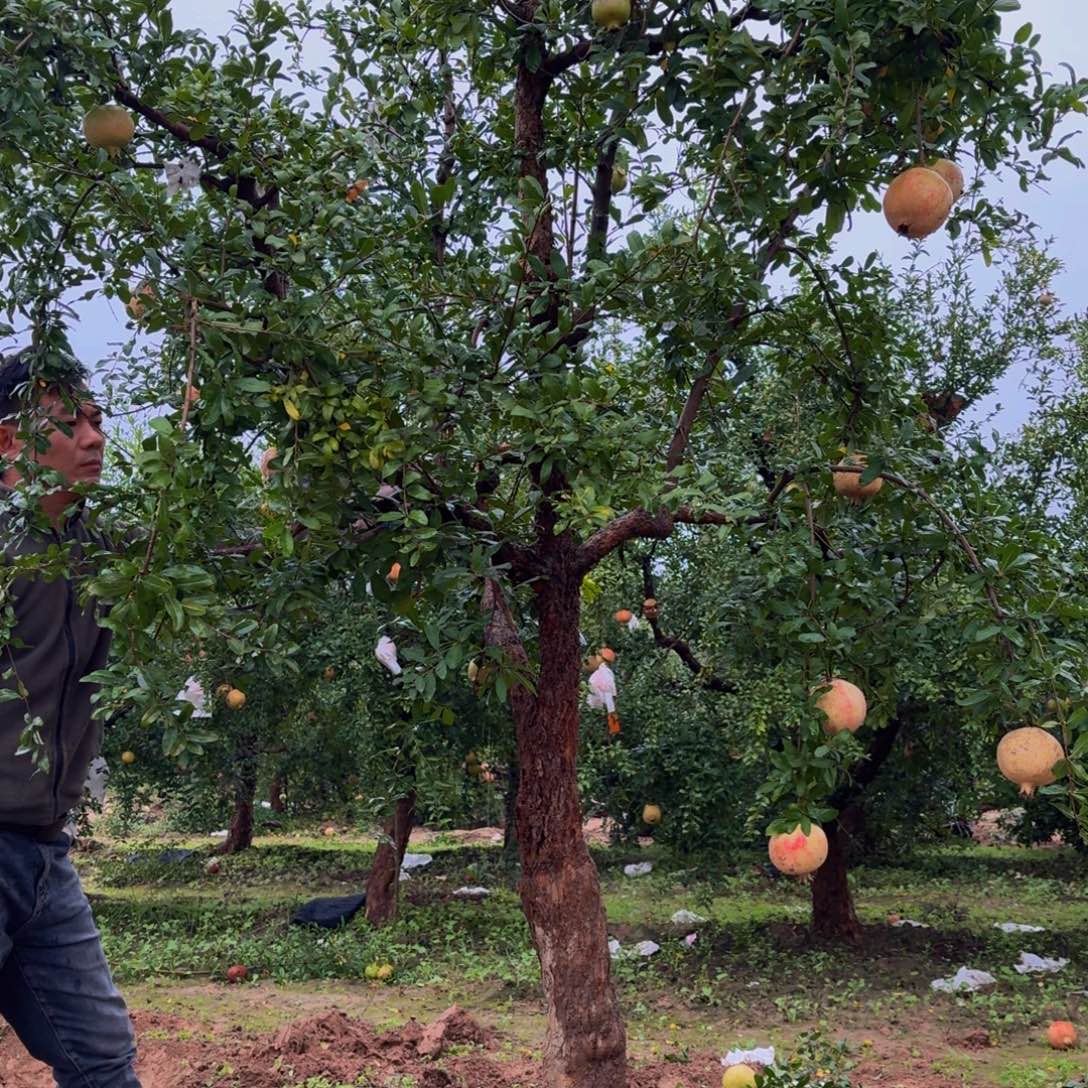 完全开放完全开放