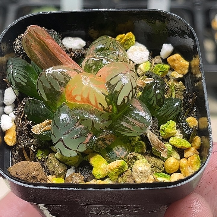 176多头红太阳玉露锦