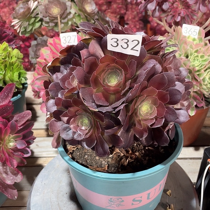 荷兰玫瑰332冠幅20