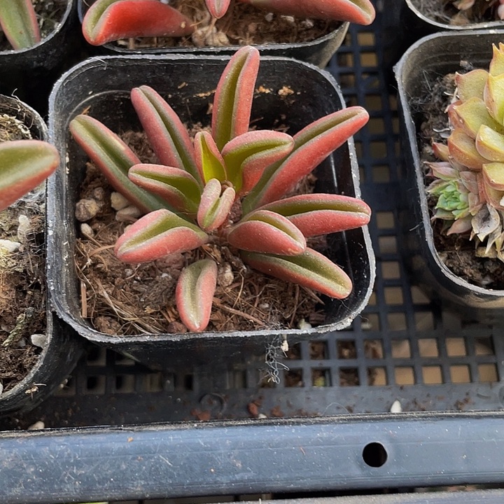 红背椒草3.8带盆土发