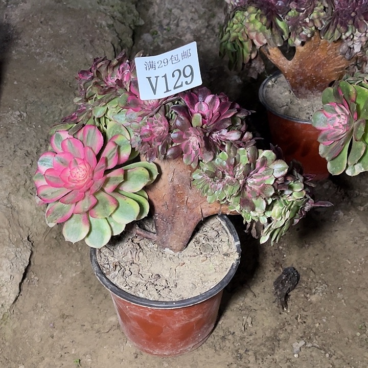 129荔枝缀    多肉植物      