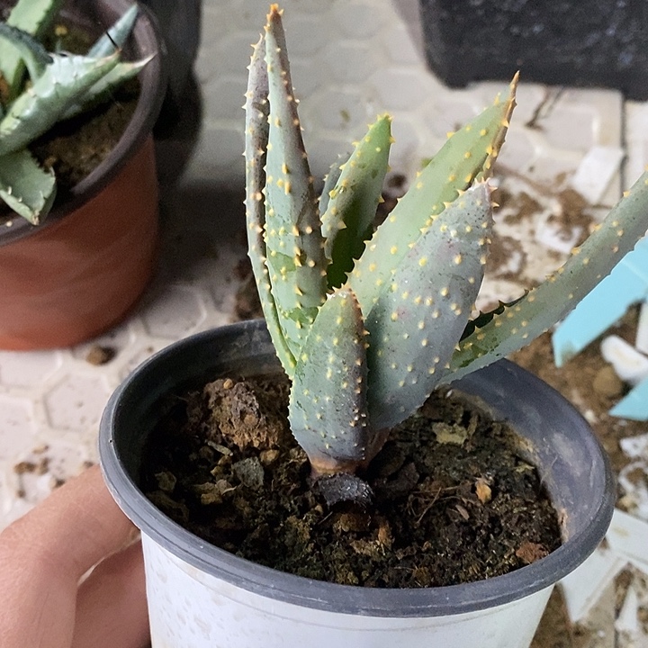 完美主义者勿拍二岐芦荟122796