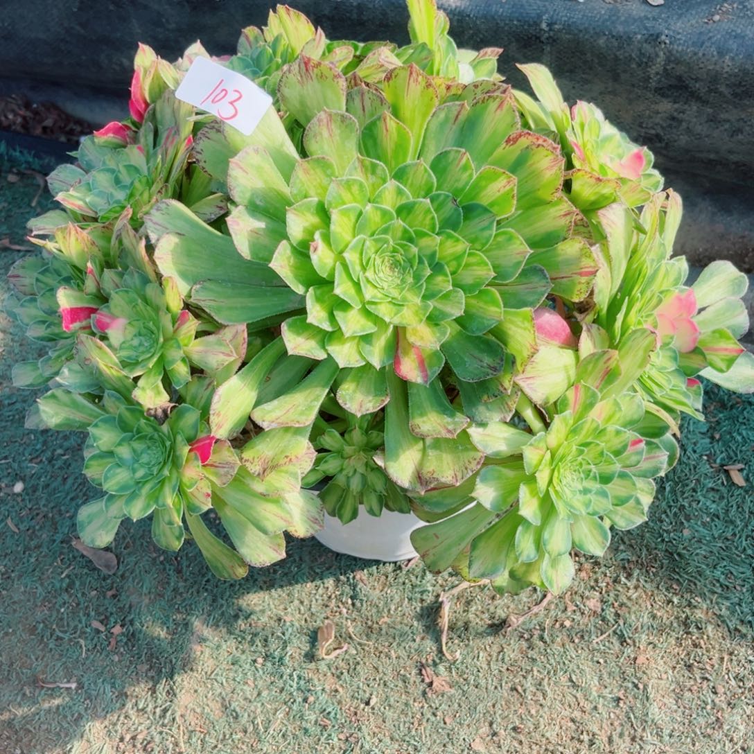 103知否法师多肉法师