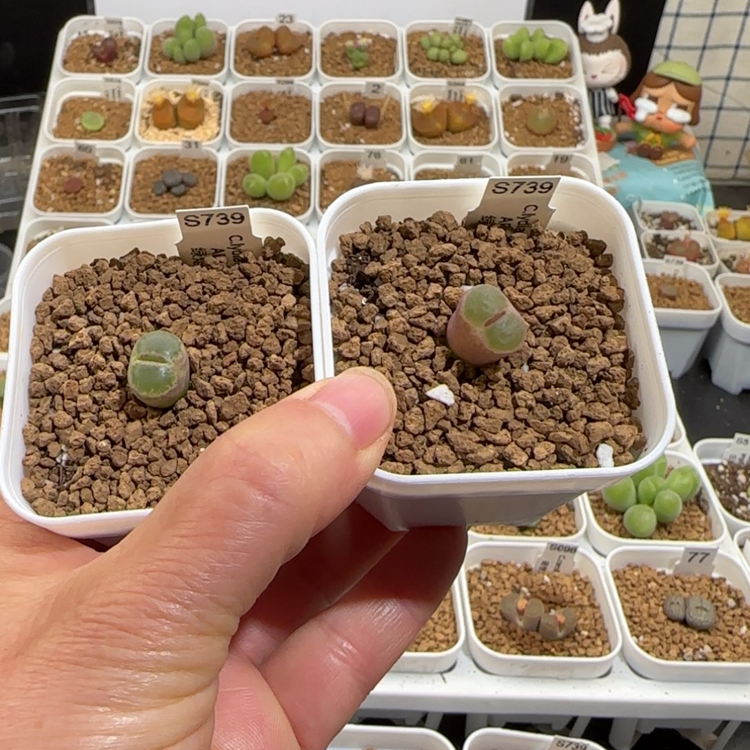 靓***丫肉锥多肉植物组合-绿焰799